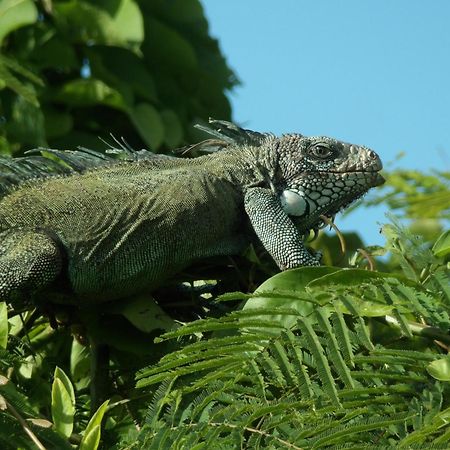 Grand Amazon Lodge And Tours Paraíso Eksteriør bilde