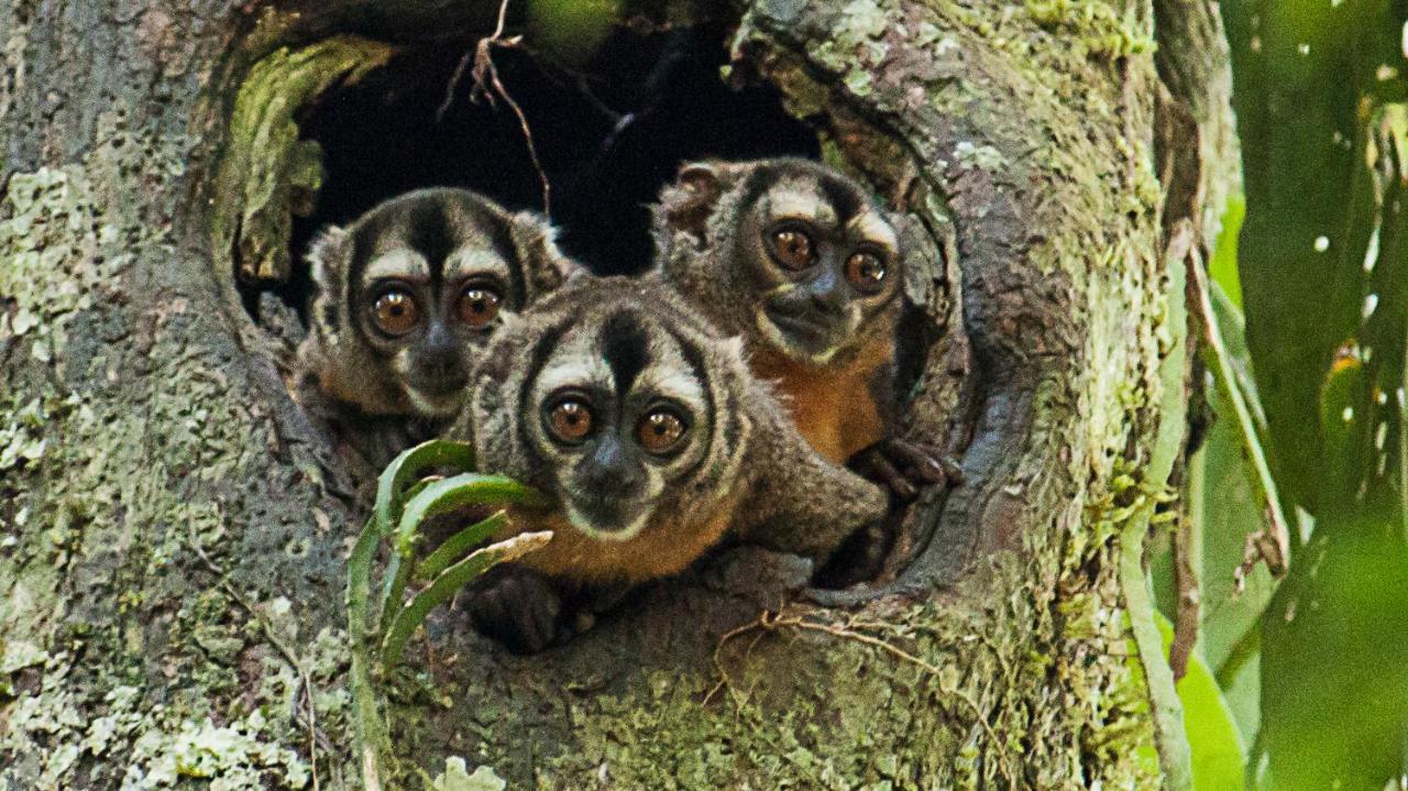 Grand Amazon Lodge And Tours Paraíso Eksteriør bilde
