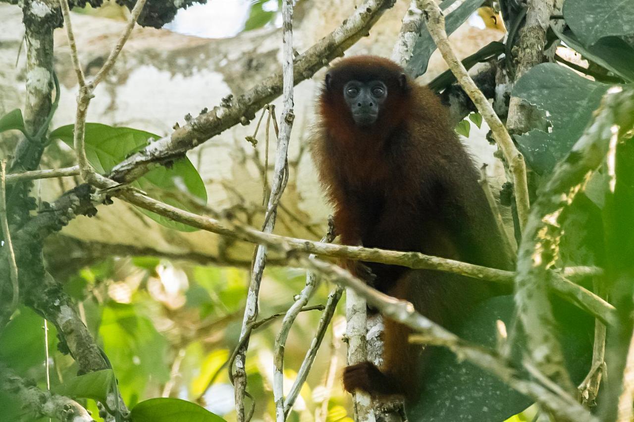 Grand Amazon Lodge And Tours Paraíso Eksteriør bilde