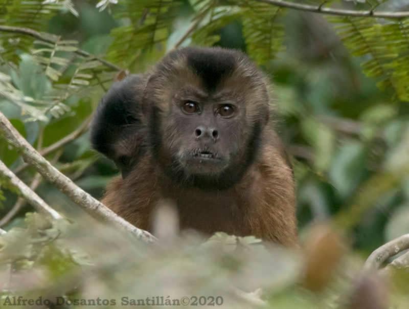 Grand Amazon Lodge And Tours Paraíso Eksteriør bilde