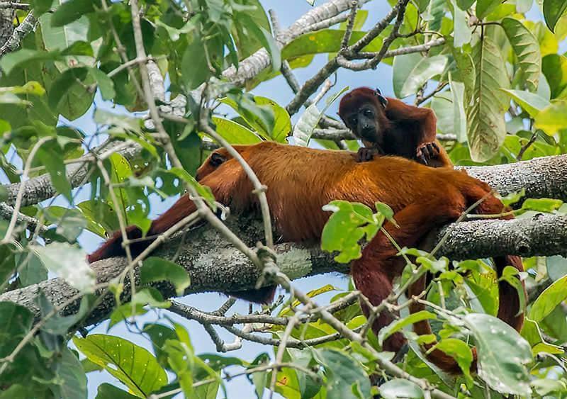 Grand Amazon Lodge And Tours Paraíso Eksteriør bilde